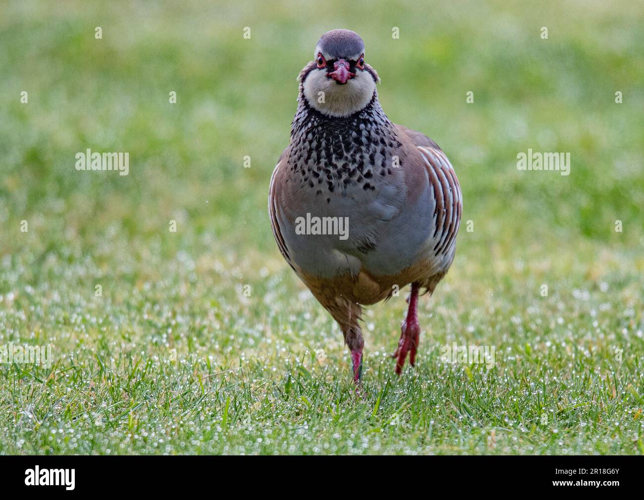 Ein französisches oder rotes Rebhuhn ( Alectoris rufa), das sich über ein Grasfeld des Bauerns schlängelt. Suffolk, Großbritannien Stockfoto