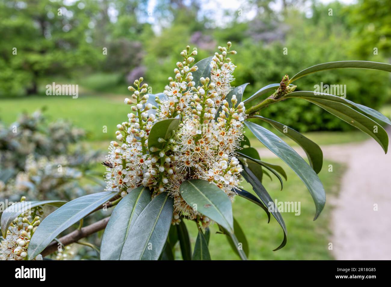 Prunus laurocerasus, auch bekannt als KirschLaurel, gewöhnlicher Laurel. Im Park blühen die blühenden Prunus laurocerasus-Blumen. Tschechische Republik Stockfoto