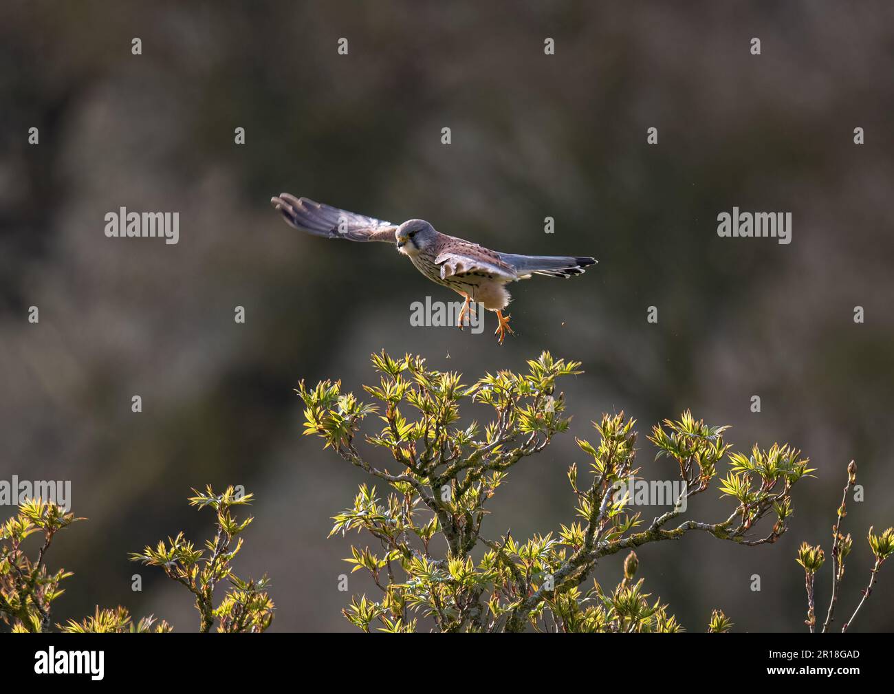 Ein männlicher Kestrel ( Falco tinnunculus), gefangen in der Luft im Flug. Er zeigte seine gemusterten Federn und gelben Beine. Suffolk, Großbritannien. Stockfoto