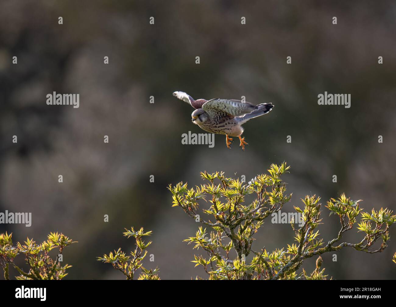 Ein männlicher Kestrel ( Falco tinnunculus), gefangen in der Luft im Flug. Er zeigte seine gemusterten Federn und gelben Beine. Suffolk, Großbritannien. Stockfoto