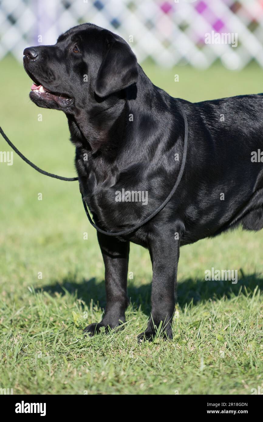 Schwarzer Labrador Retriever mit Lassos auf einer Hundeshow Stockfoto