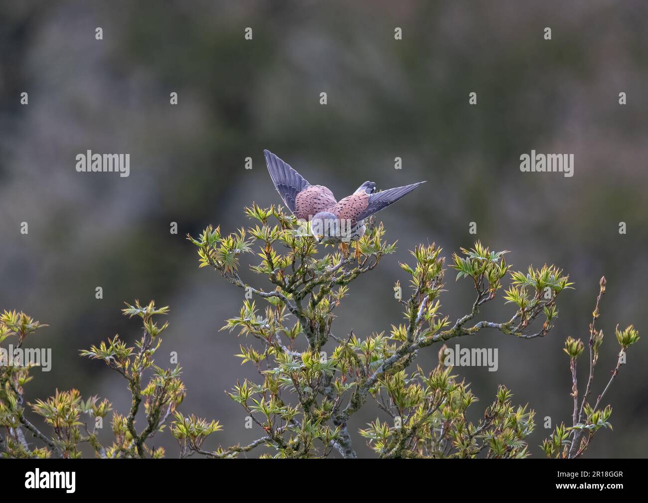 Ein männlicher Kestrel ( Falco tinnunculus) im Flug, der von einem Rowan-Baum in einem Landgarten abhebt. Er zeigt seine gemusterten Federn. Suffolk, Großbritannien. Stockfoto