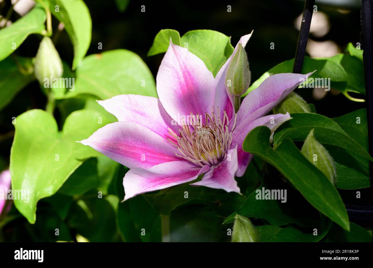 Eine Nahaufnahme einer pulsierenden Clematis-Blume, die im Garten wächst. Stockfoto