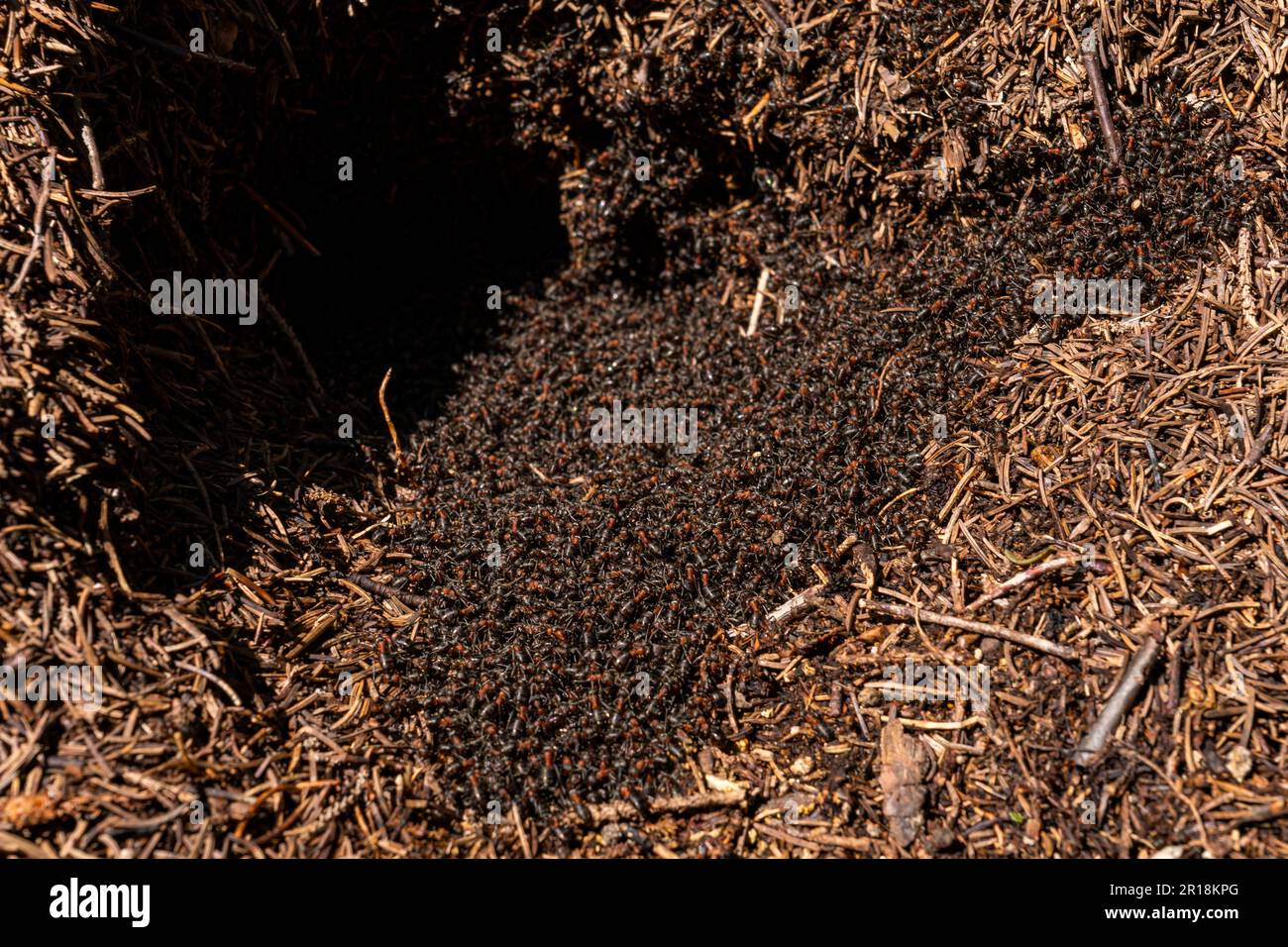 Eine Vielzahl von Waldameisen, die ihre komplexen Ameisenhügel in der pulsierenden Frühlingslandschaft bauen Stockfoto