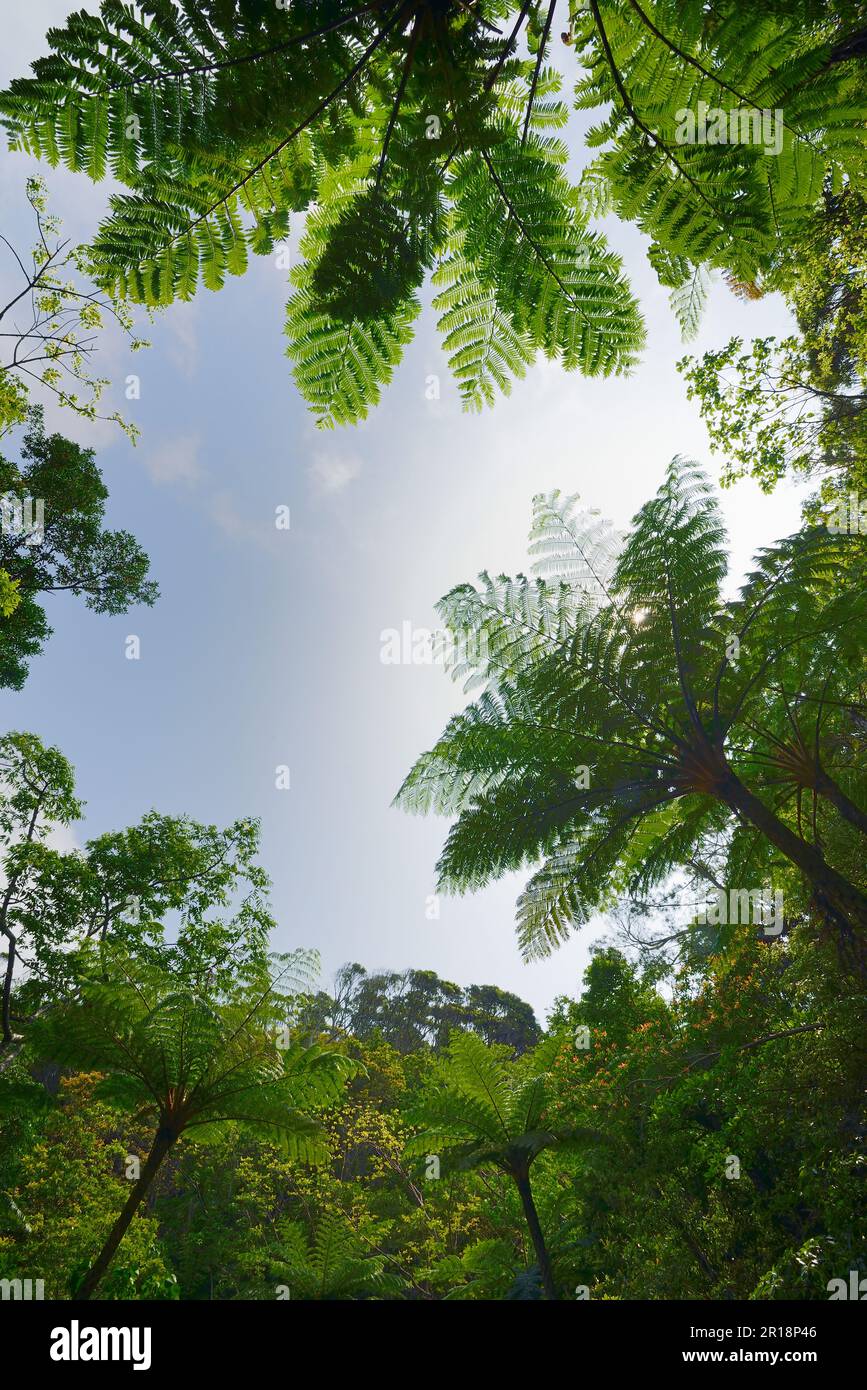 Cyathea lepifera des Waldes Yanbaru Stockfoto