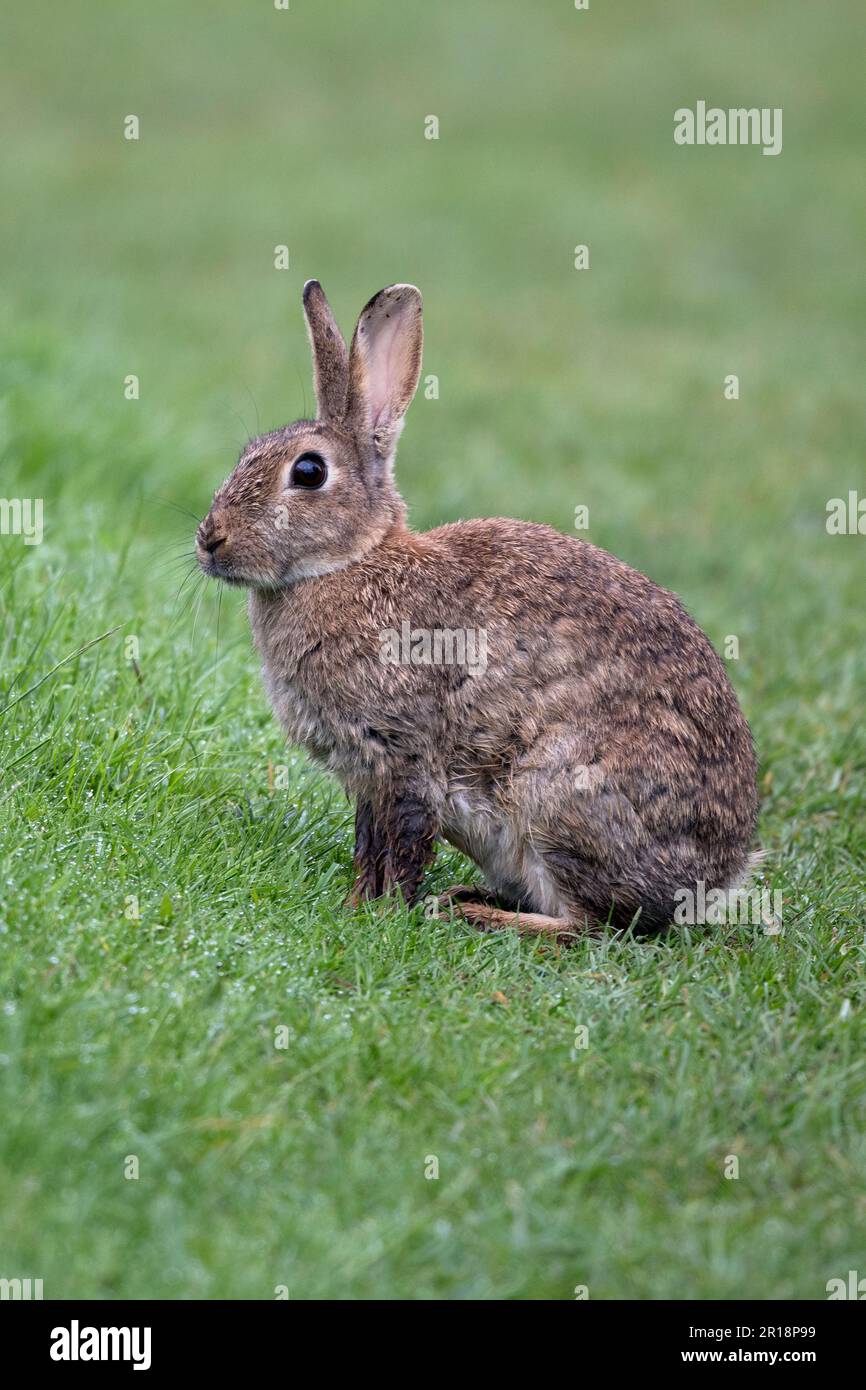 Ein wildes Kaninchen mit leuchtenden Augen ist immer auf der Hut Stockfoto