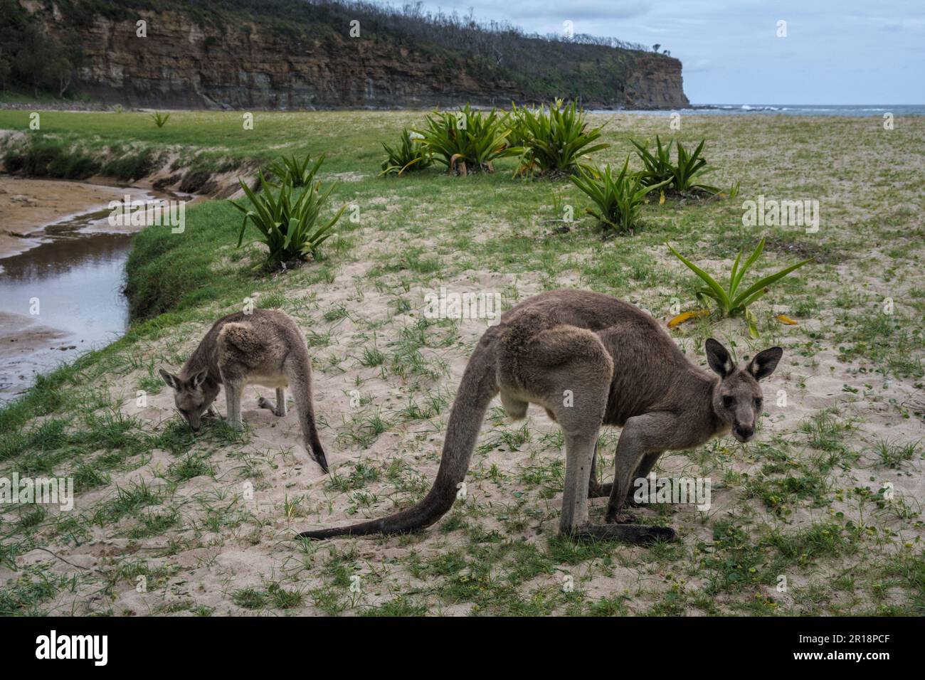 Kängurus füttern am Pebbly Beach, Murramarang National Park, New South Wales, Australien Stockfoto