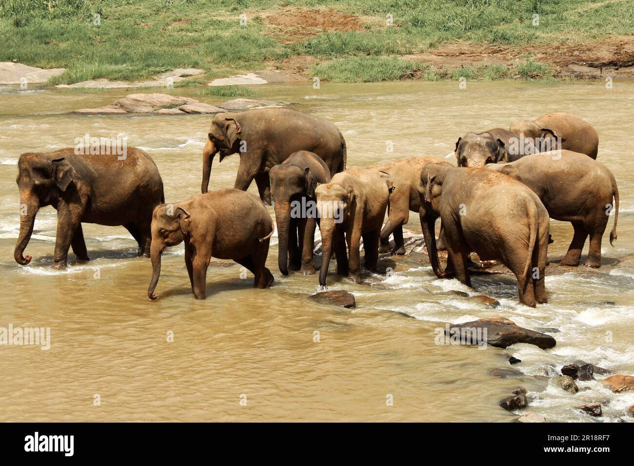 Eine Herde Sri-lankischer Elefanten (Elephas maximus maximus) in einem Fluss, Sri Lanka Stockfoto