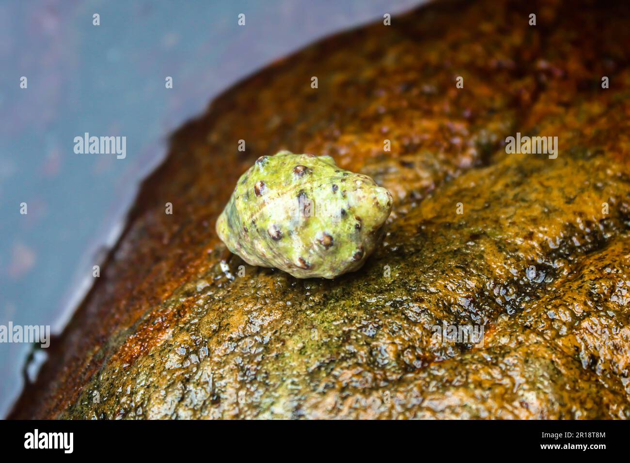 Nahaufnahme einer Stramonita-Haemastoma-Hülle Stockfoto