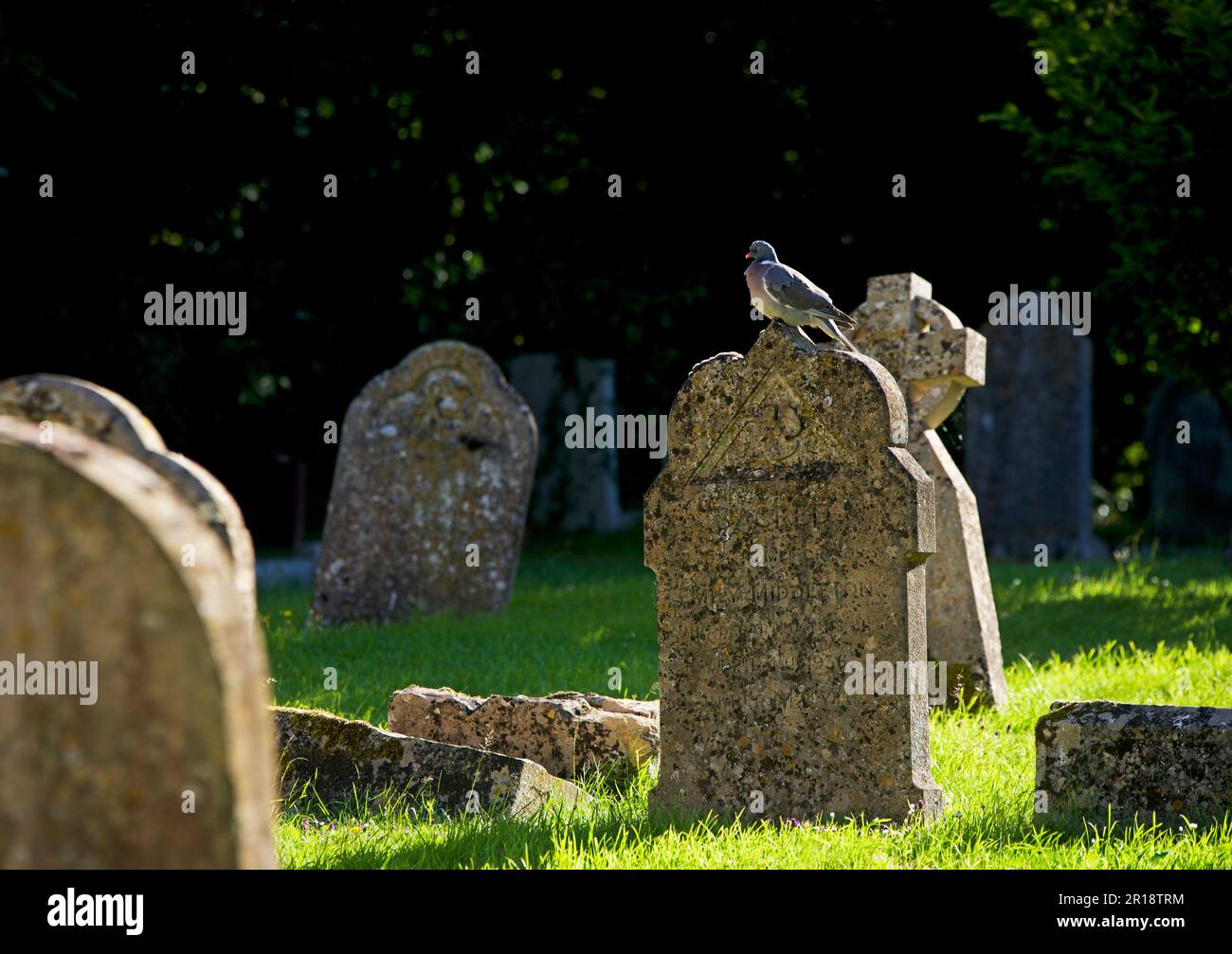Eine Taube auf Grabstein im Friedhof, England, Großbritannien Stockfoto