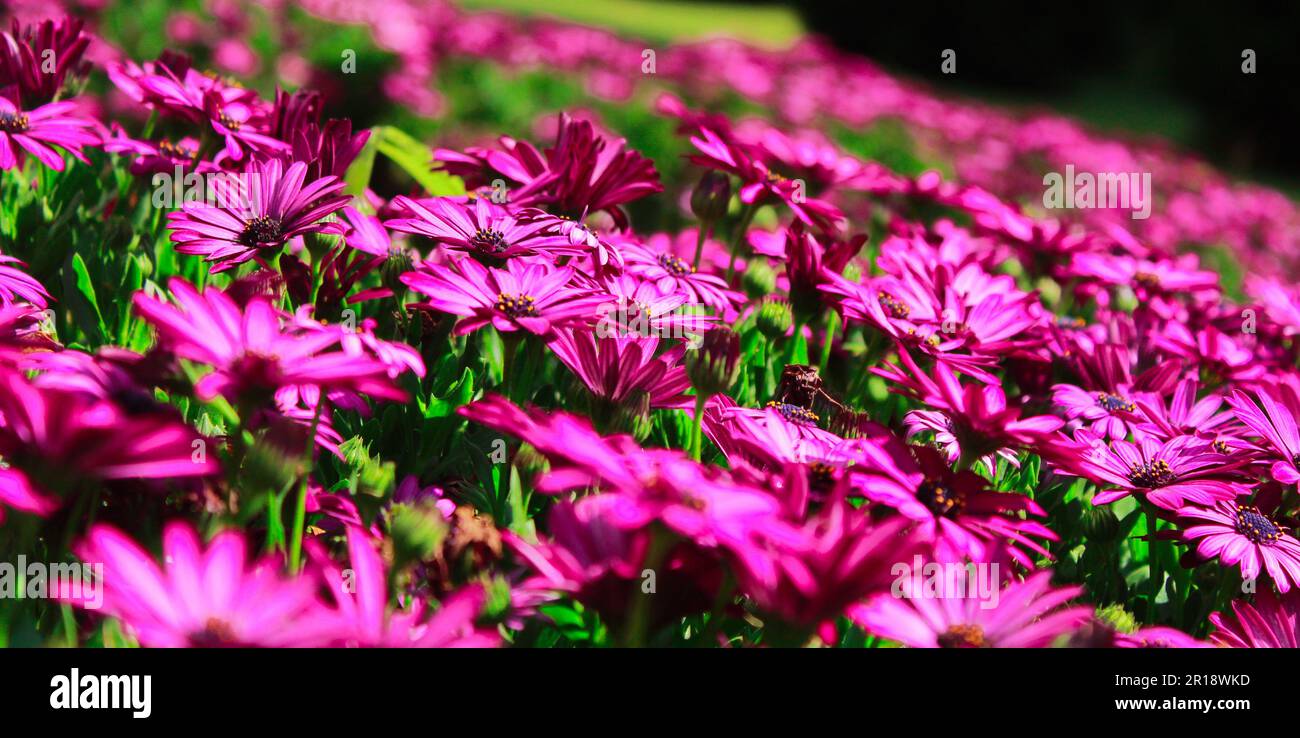 Schönes Blumenbeet von Osteospermum spp Soprano, lila, afrikanische Daisy Stockfoto