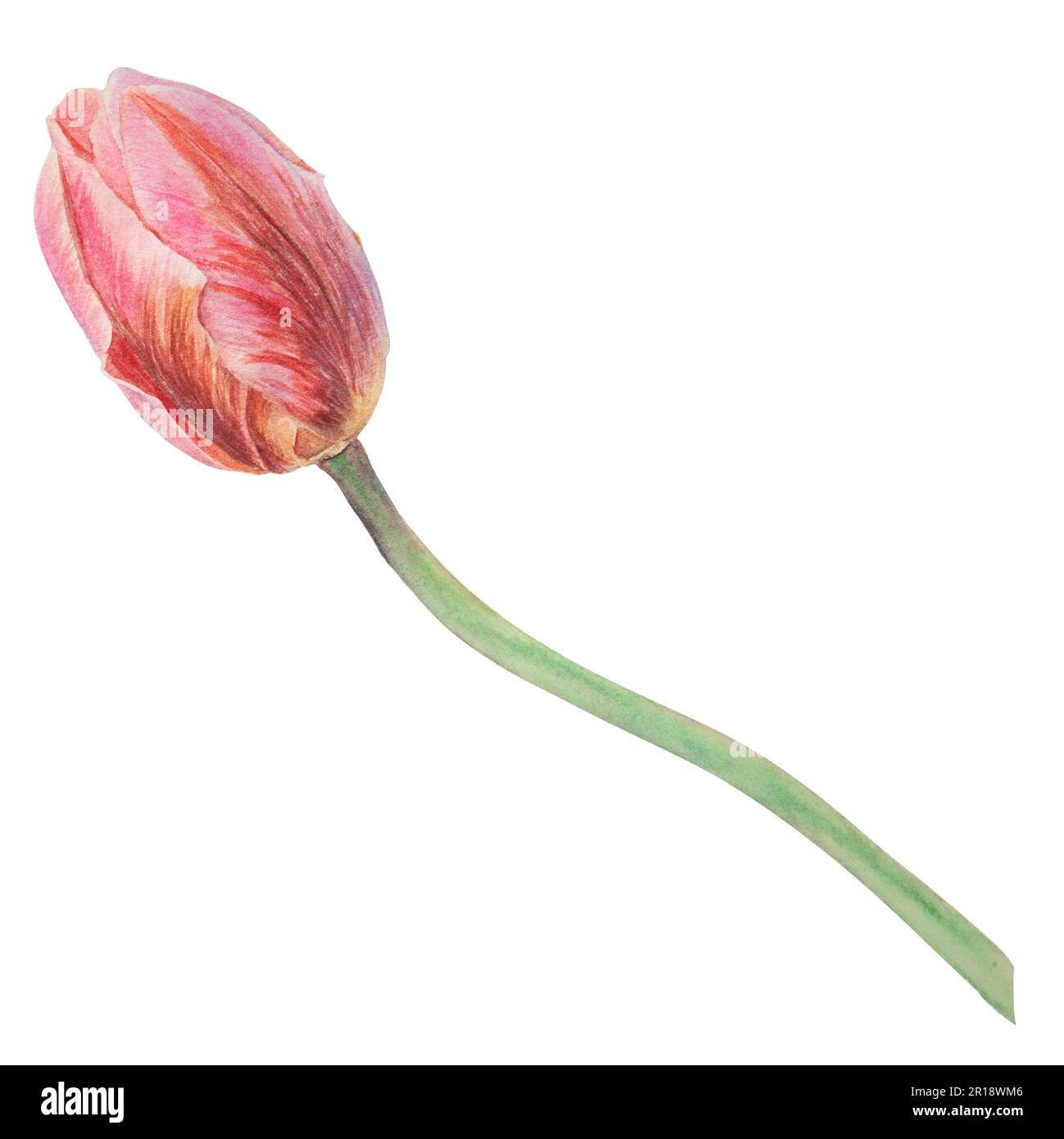 Pinke Tulpe in Aquarell gemalt, realistische botanische handgezeichnete Illustration isoliert auf weißem Hintergrund für Design, Hochzeitsdruckprodukte, Papier, Stockfoto