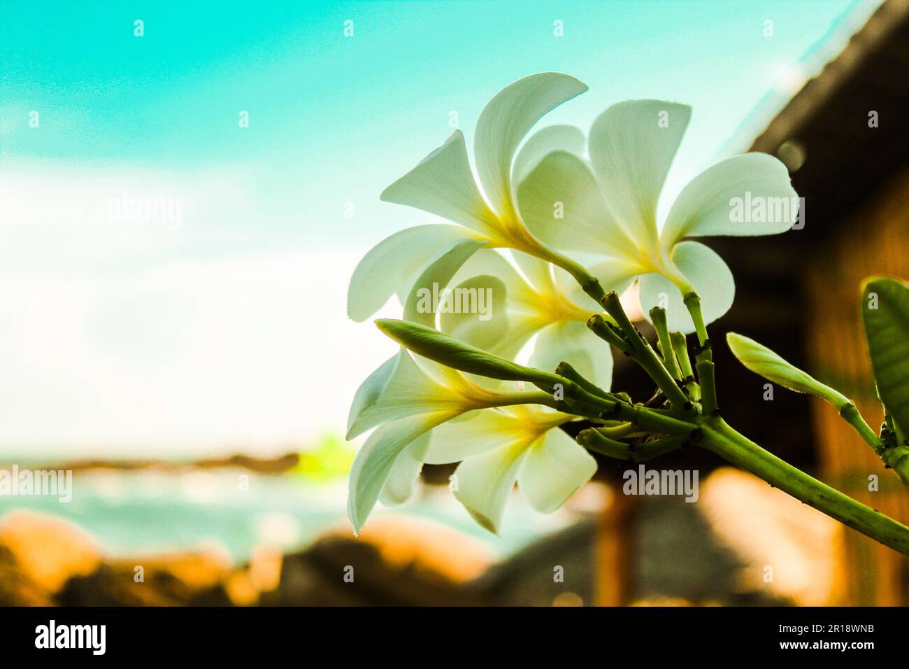 Ein Haufen wunderschöner Singapur Frangipanni (Plumeria obtusa) Blumen mit verschwommenem Hintergrund Stockfoto