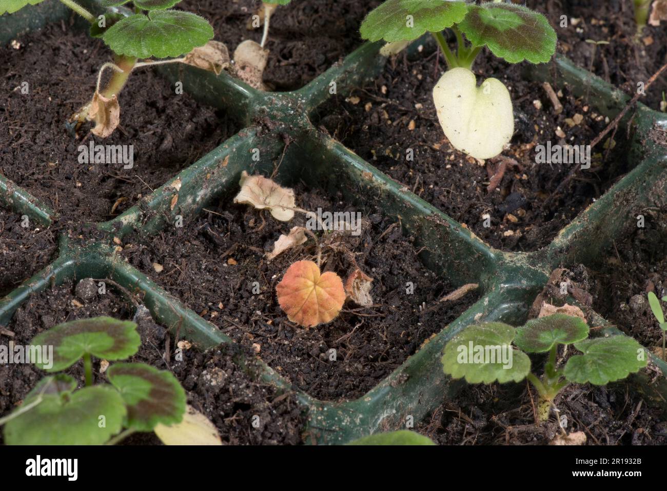 Abfederung von Krankheiten, die durch viele mögliche bodenübertragene Krankheitserreger verursacht werden, die junge Keimpelargonien (Pelargomium zonalis) in Samenzellen abtöten Stockfoto