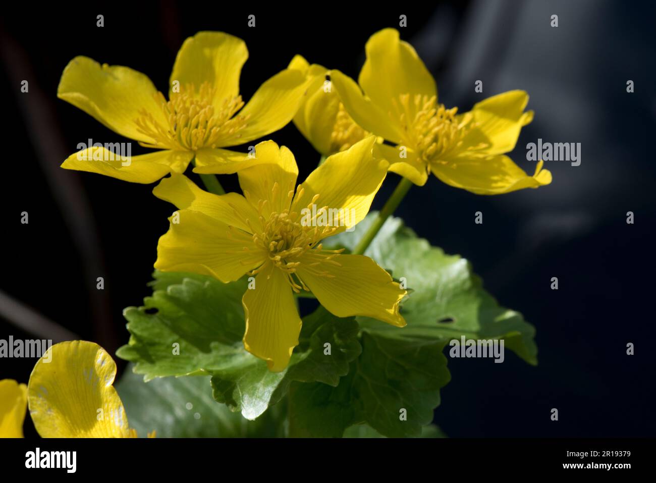 Gelbe Blüten aus Marshmarsch-Marigold oder Königsbeere (Caltha palustris) mit grünen Blättern vor dunklem Hintergrund, Berkshire, April Stockfoto