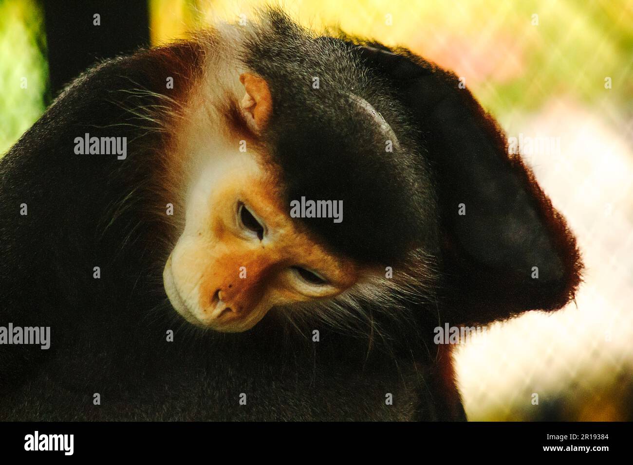 Red-Shanked Douc Langur im Zoo. Stockfoto
