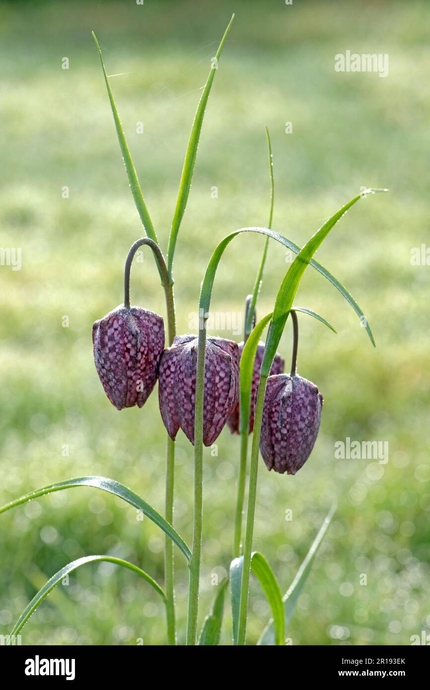 Schlangenkopffritillar (Fritillaria meleagris) herabhängende Blütenköpfe glockenförmiger Schachblüten mit frühmorgendlichem Tau auf langen Stängeln mit Narro Stockfoto