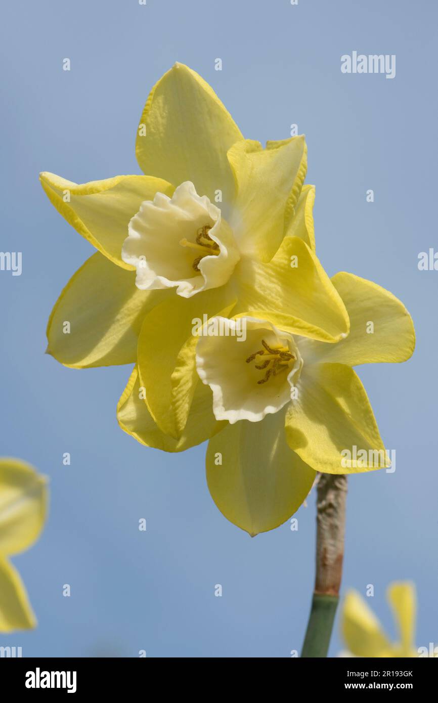 Narcissus jonquilla 'Pipit' Zitronenblüten mit einem blasseren, fast weißen Zentrum oder Corona in diesem Garten Daffodi vor blauem Quellhimmel, Berkshire, Stockfoto