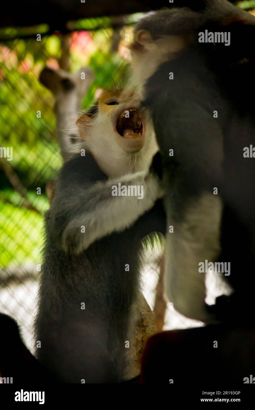 Red-Shanked Douc Langur im Zoo. Stockfoto