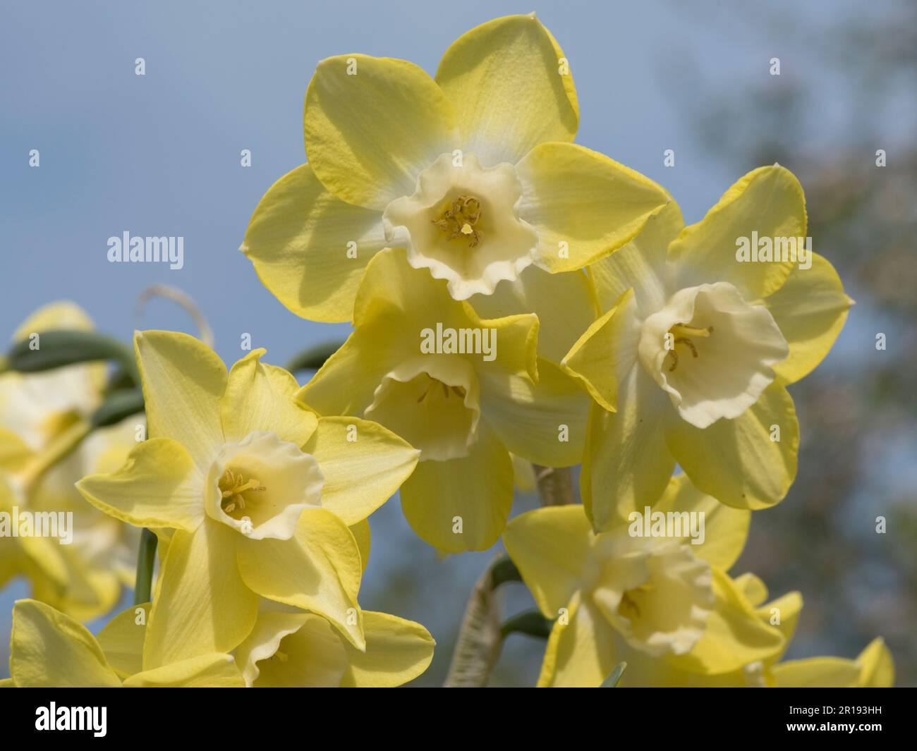 Narcissus jonquilla 'Pipit' Zitronenblüten mit einem blasseren, fast weißen Zentrum oder Corona in diesem Garten Daffodi vor blauem Quellhimmel, Berkshire, Stockfoto