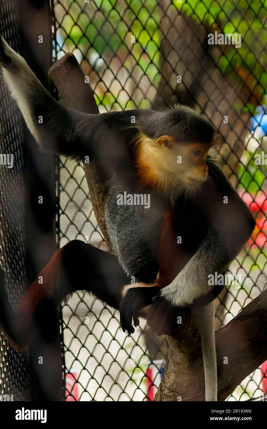 Red-Shanked Douc Langur im Zoo. Stockfoto
