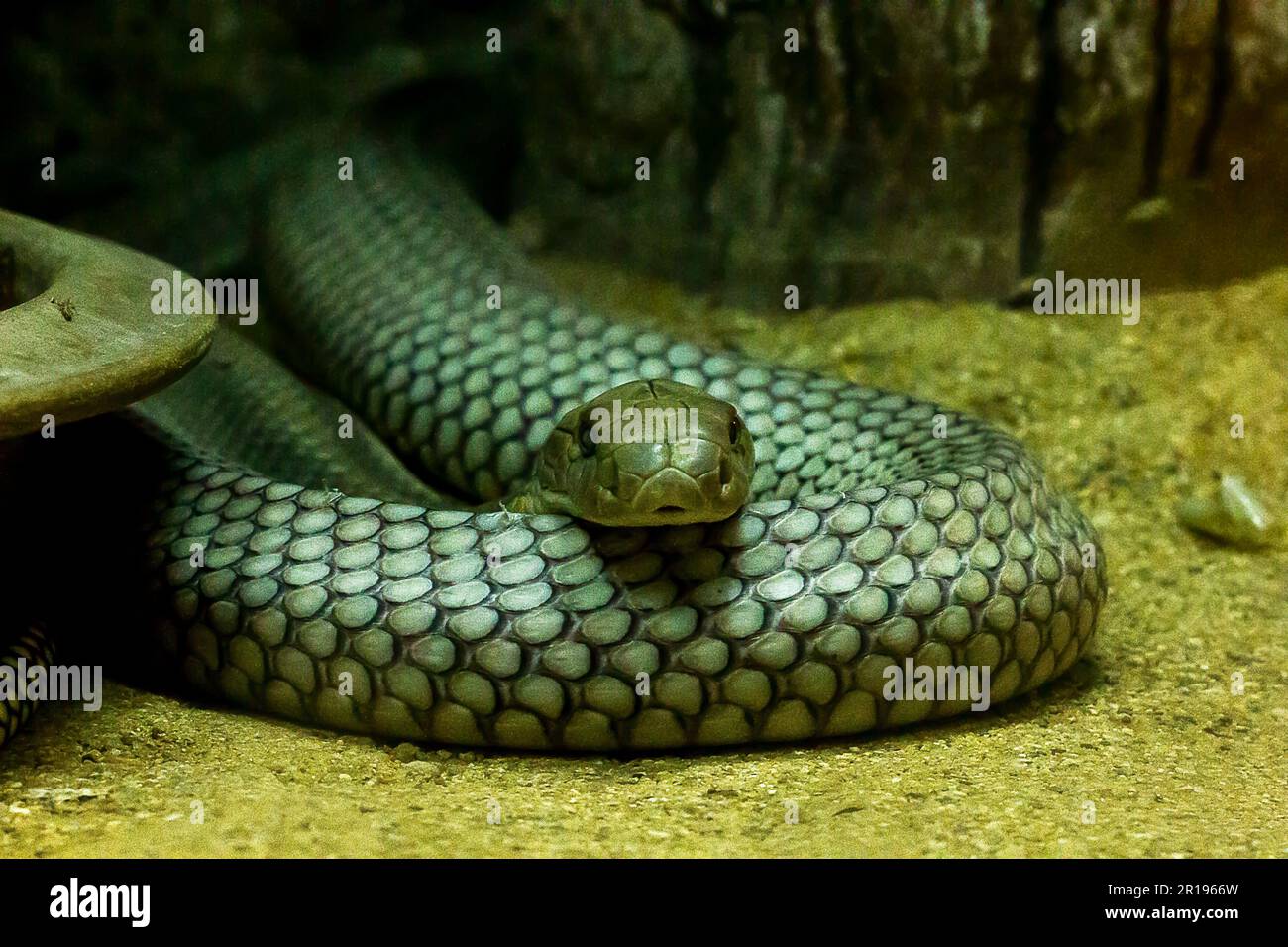 Die Augen von König Cobra sind die größte Schlange der Welt. Der abgerundete Kopf hat ein schreckliches Auge Stockfoto