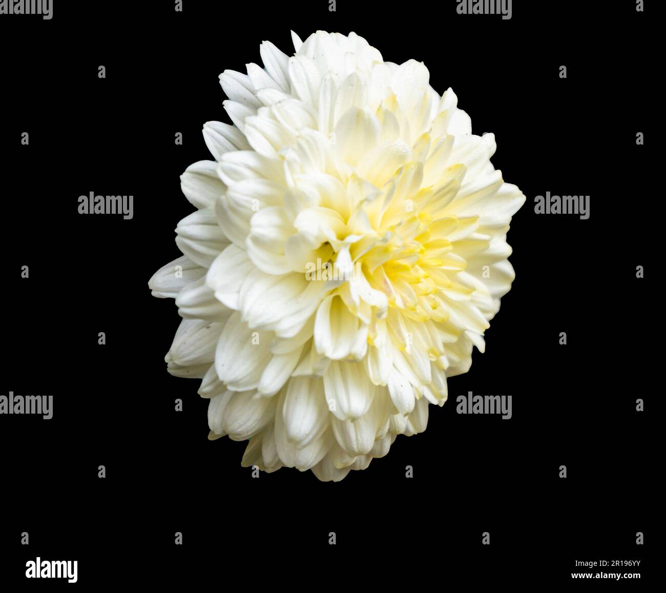 Seitenansicht der weißen Chrysanthemen-Blume. Wunderschöne Chrysanthemen-Blüten blühen. Chrysanthemen Blütenzeit. Stockfoto