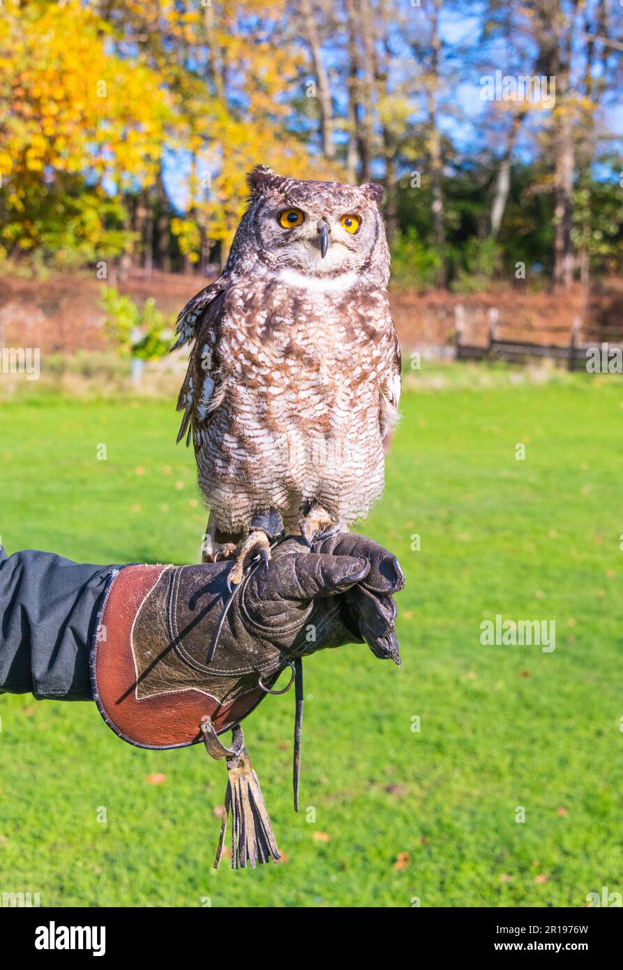 Greifvögel (Eurasische Adlereule) Erlebnis in Kent, England Stockfoto