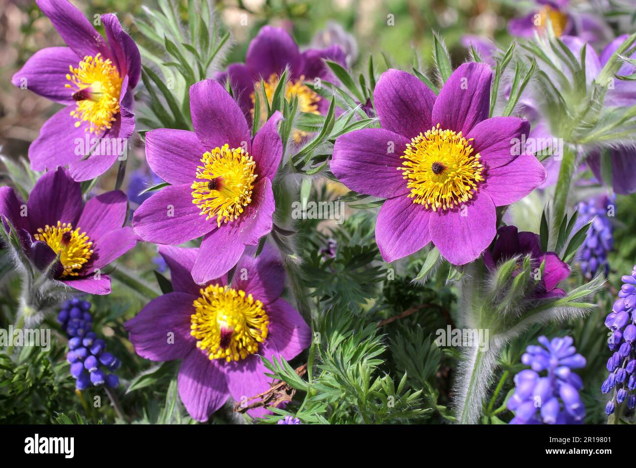 Violette Pasque-Blume mit Traubenhyazinthen im Freien Stockfoto