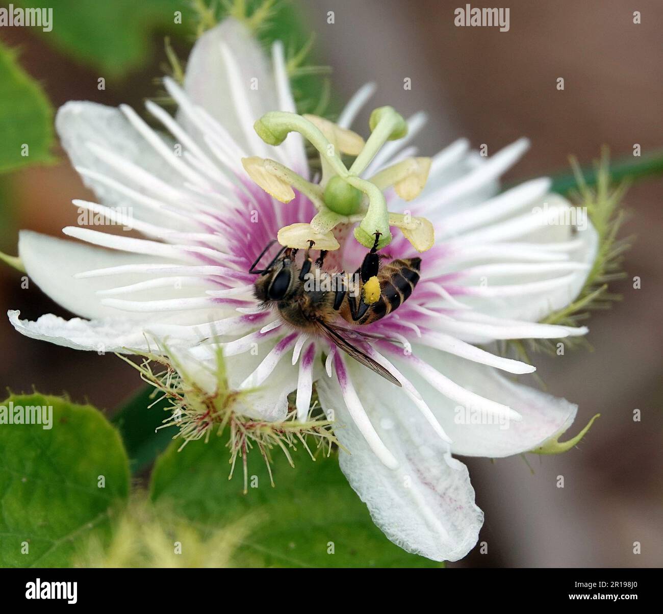 Eine Nahaufnahme einer Biene, die auf einer weißen Blume ruht, mit einer helllila Mitte Stockfoto