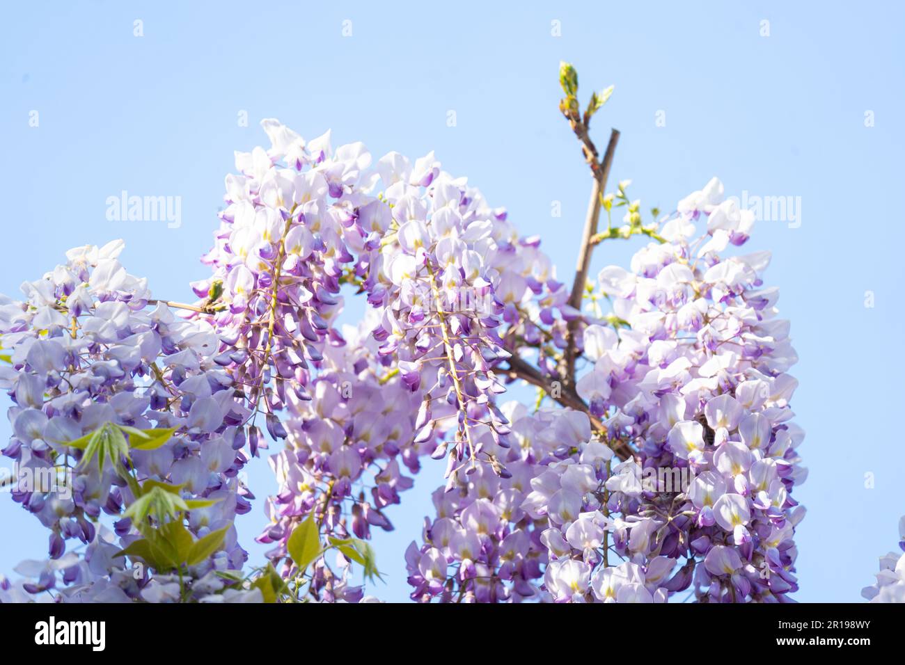 Wisteria sinensis, allgemein bekannt als die Chinesische Wisteria Stockfoto