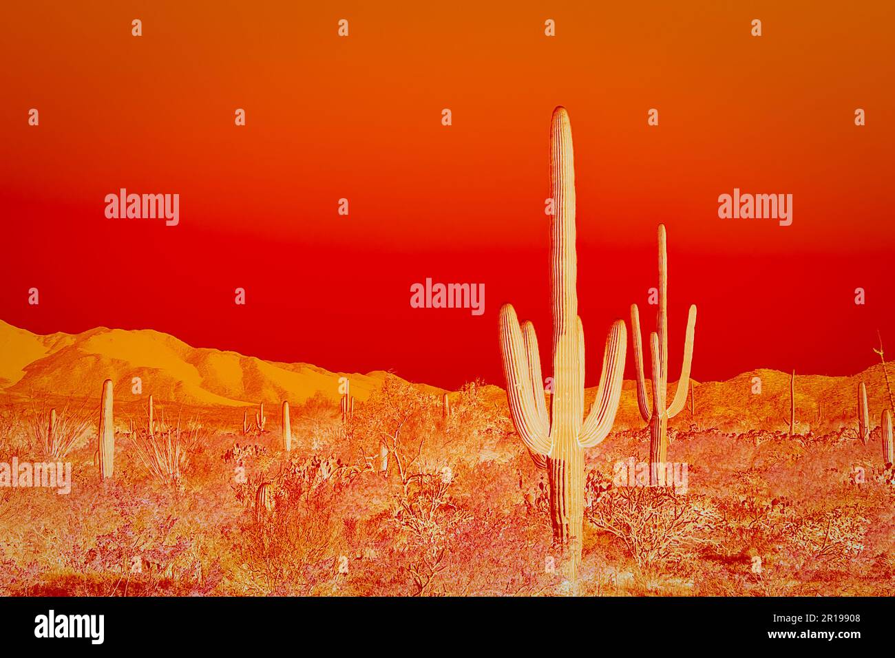 Ein farbenfrohes iPhone-Foto eines Giant Saguaro im westlichen Bezirk des Saguaro-Nationalparks in der Sonora-Wüste bei Tucson, Arizona. Stockfoto