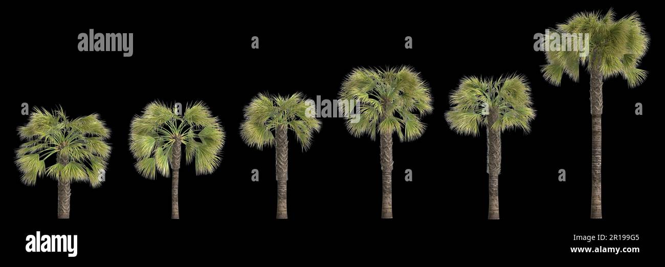 3D Darstellung der Borassus-Flabellifer-Handfläche, isoliert auf schwarzem Hintergrund Stockfoto