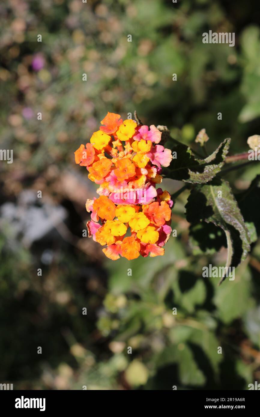 Lantana Blumen Stockfoto