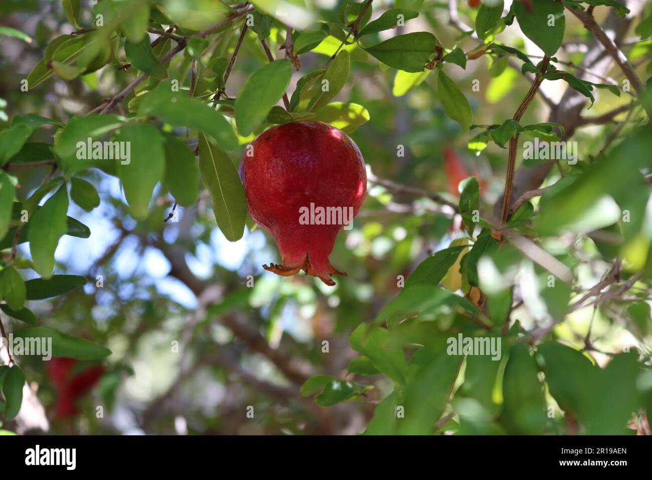 Granatapfelfrucht auf dem Baum Stockfoto