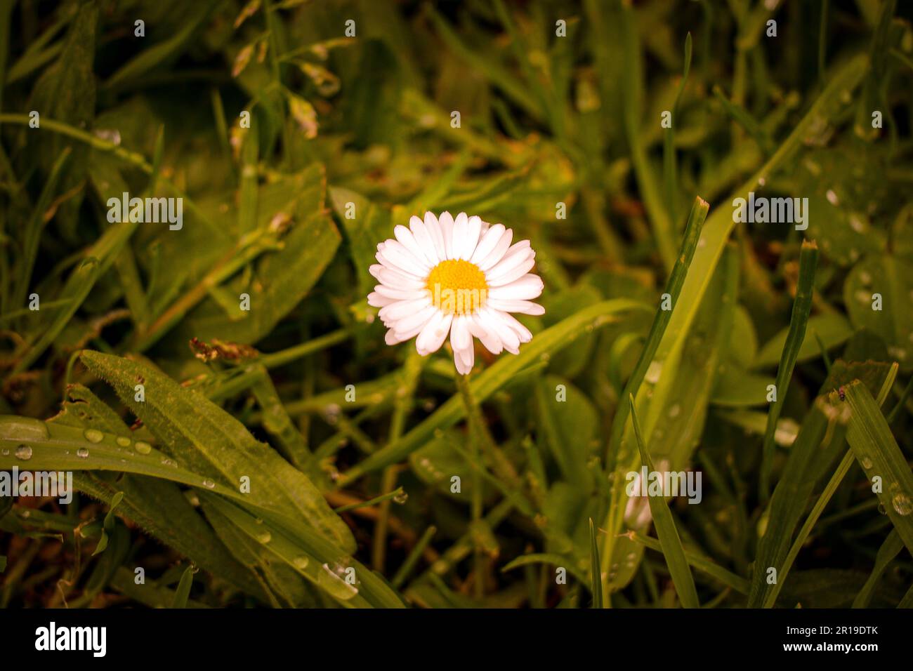 Erste Gänseblümchen in unserem Garten / wunderschöner Frühling Daisy Stockfoto