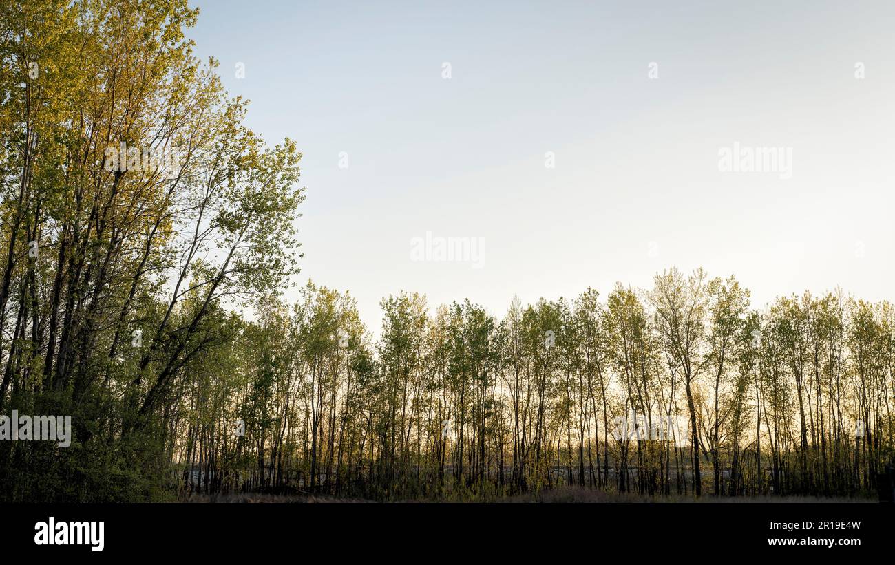 Dämmerung über dem Uferwald und Deich im Tal des Missouri River bei Dalton Bottoms Stockfoto