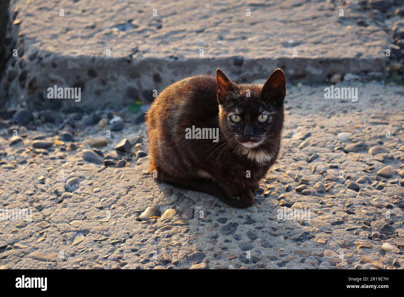 Eine Katze, die den Sonnenuntergang am Mittelmeer in Alexandria, Ägypten, beobachtet Stockfoto