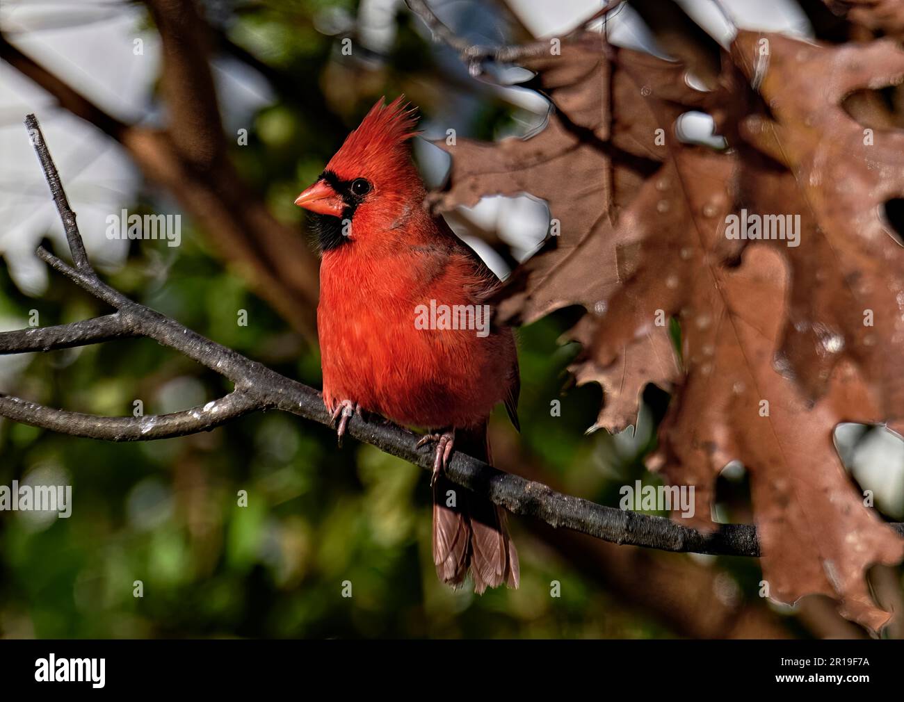 Ein wunderschöner, hellroter Kardinalvogel. Auf einem Ast mit ein paar Herbstblättern. Stockfoto