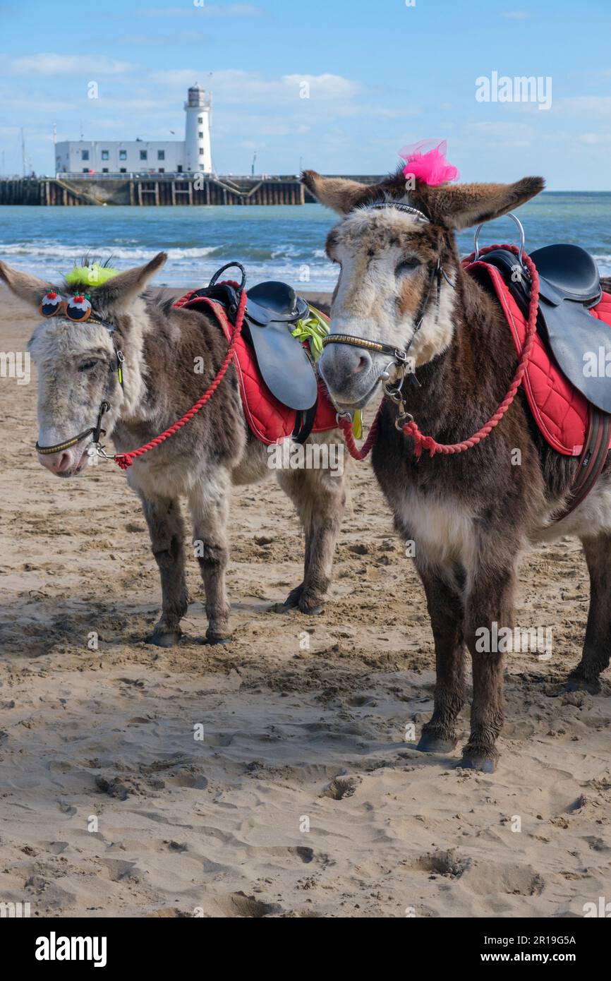 Esel in South Beach, Scarborough, Yorkshire Stockfoto