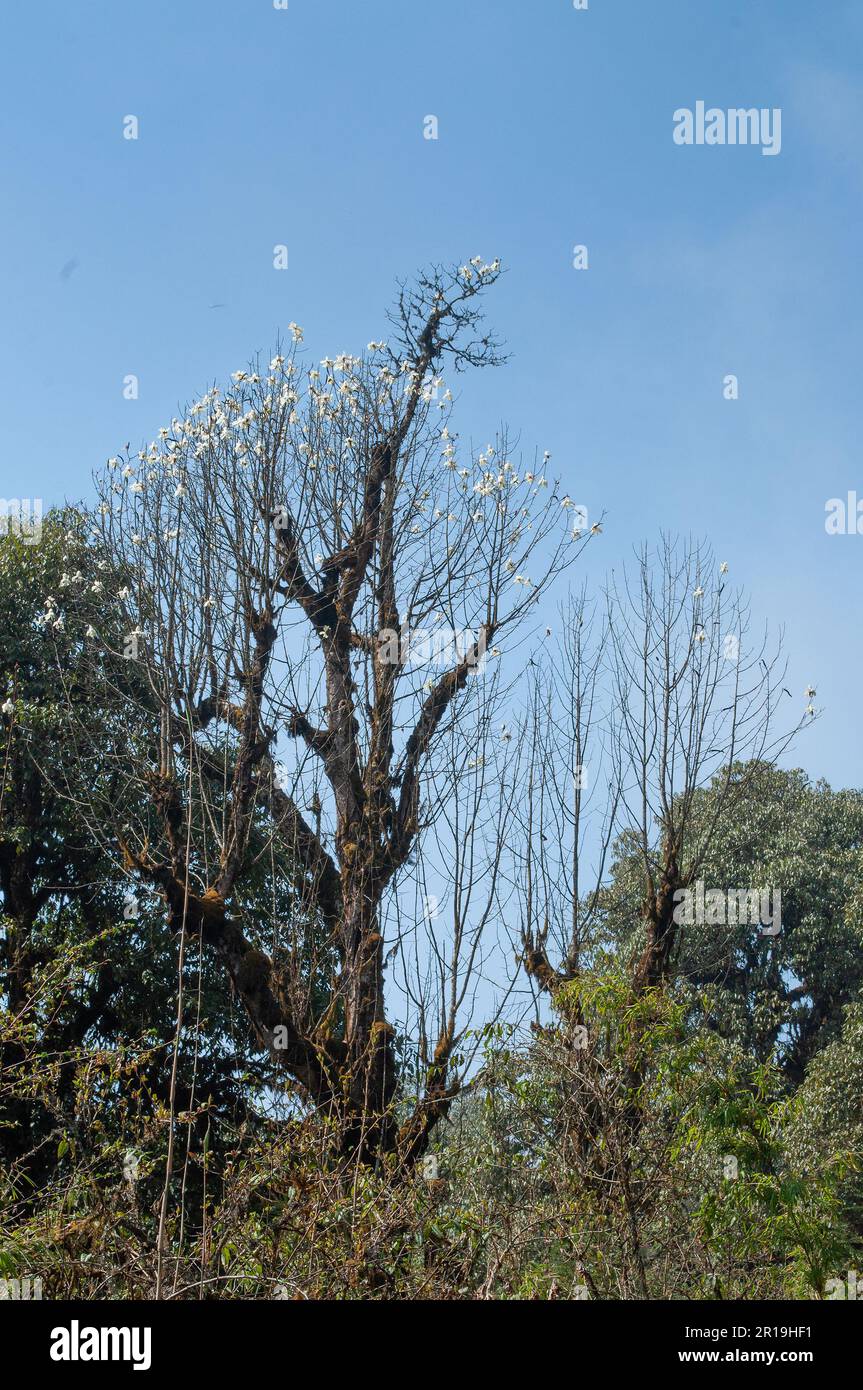 Wunderschöne Aussicht auf blühende weiße Rhododendron-Blumen, Rhododendron-Baum, ein immergrüner Strauch, der im Hochwald des Himalaya, Sikkim, Indien heimisch ist. Stockfoto
