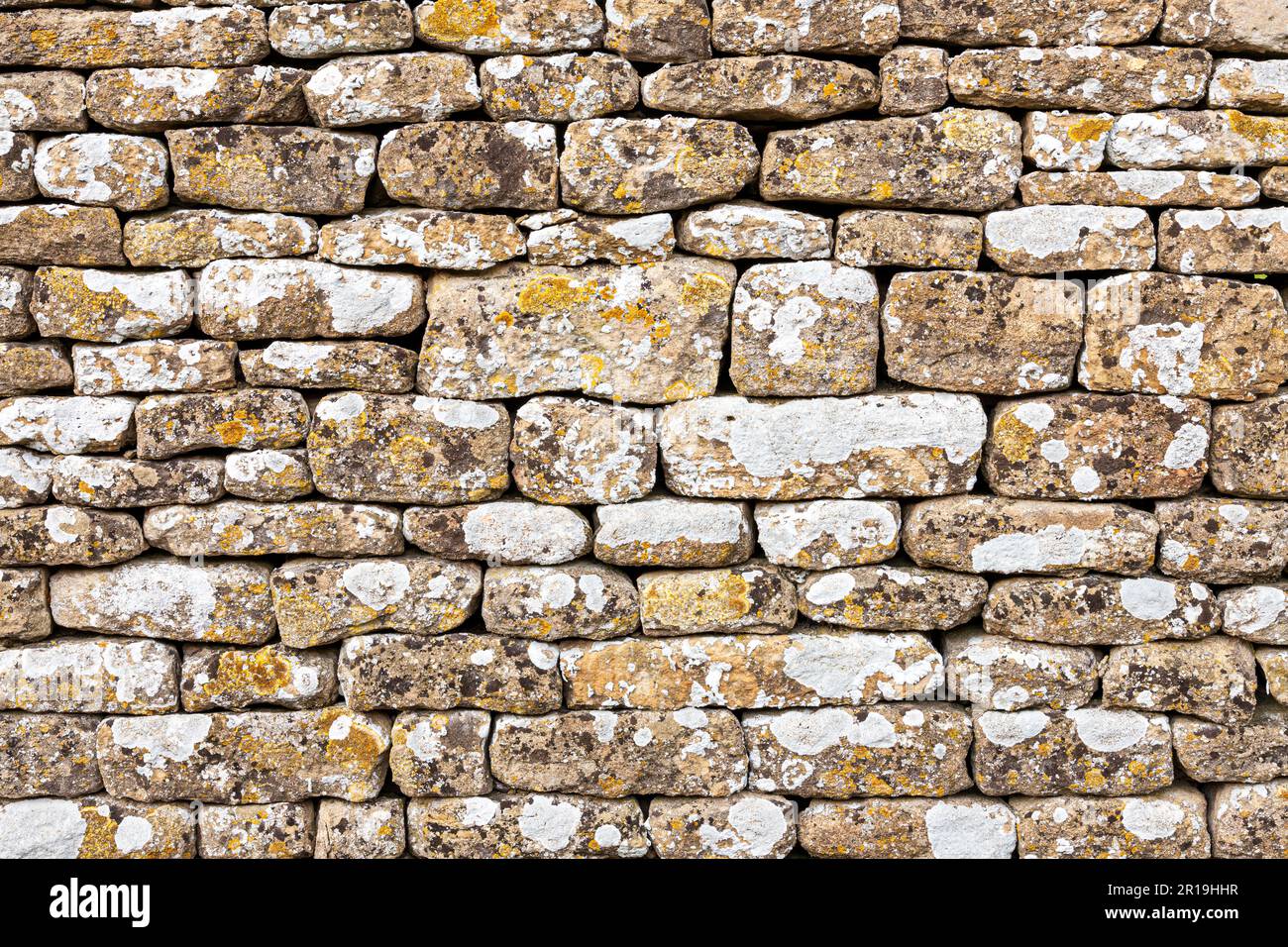 Flechten, das an einer trockenen Steinmauer im Dorf Cotswold in Great Barrington, Gloucestershire UK angebaut wird Stockfoto