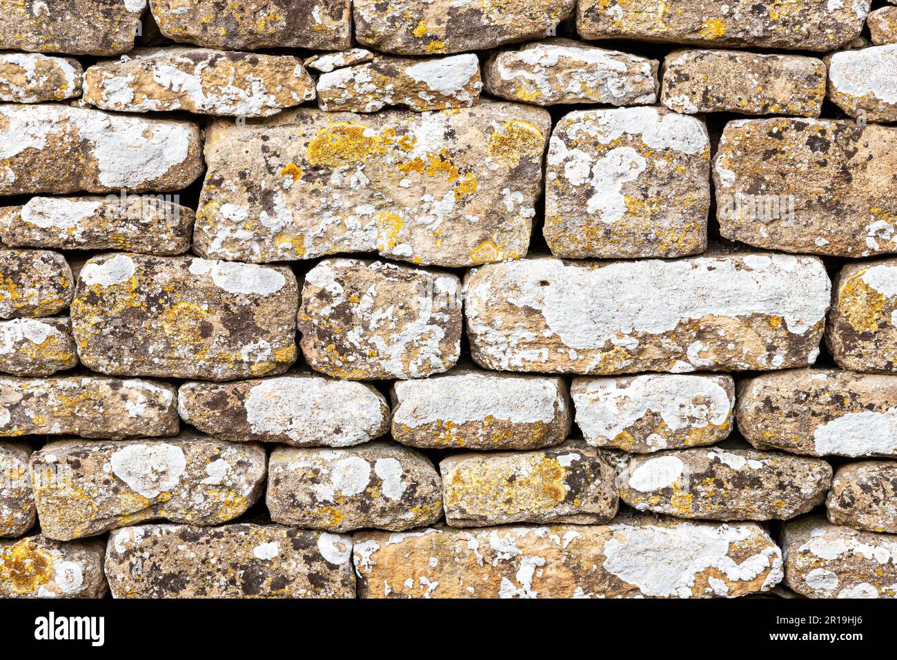 Flechten, das an einer trockenen Steinmauer im Dorf Cotswold in Great Barrington, Gloucestershire UK angebaut wird Stockfoto