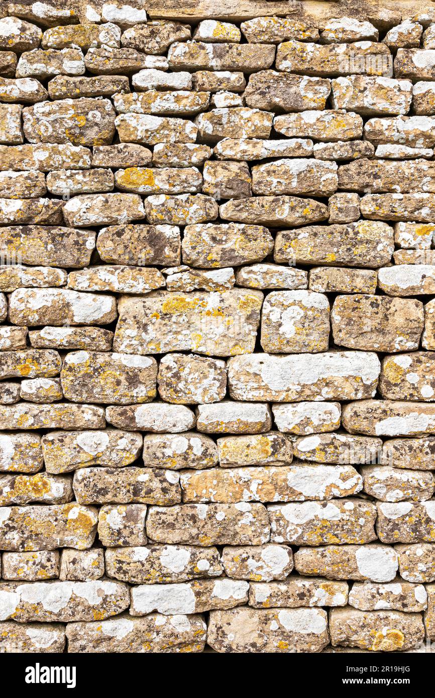Flechten, das an einer trockenen Steinmauer im Dorf Cotswold in Great Barrington, Gloucestershire UK angebaut wird Stockfoto