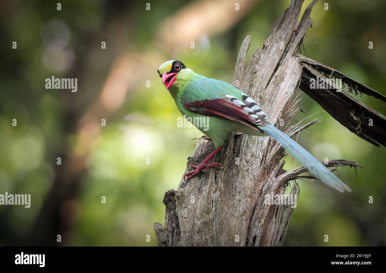 Die grüne Elster ist ein mittelgroßes Mitglied der Krähenfamilie, die im unteren Himalaya und Südostasien heimisch ist. Stockfoto