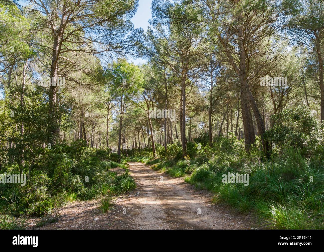 Fahren Sie durch den Aleppo Pine Wald mit untergeschossigen Büschen und Palmen auf der Halbinsel Formentor von Mallorca Spanien Stockfoto