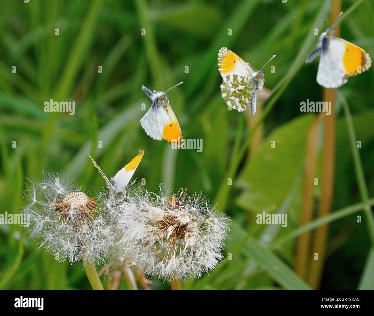 Zusammengesetztes Zeitrafferbild eines männlichen Schmetterlings mit orangefarbener Spitze, der aus einem Löwenzahn-Samenkopf in die Luft fliegt - Somerset UK Stockfoto