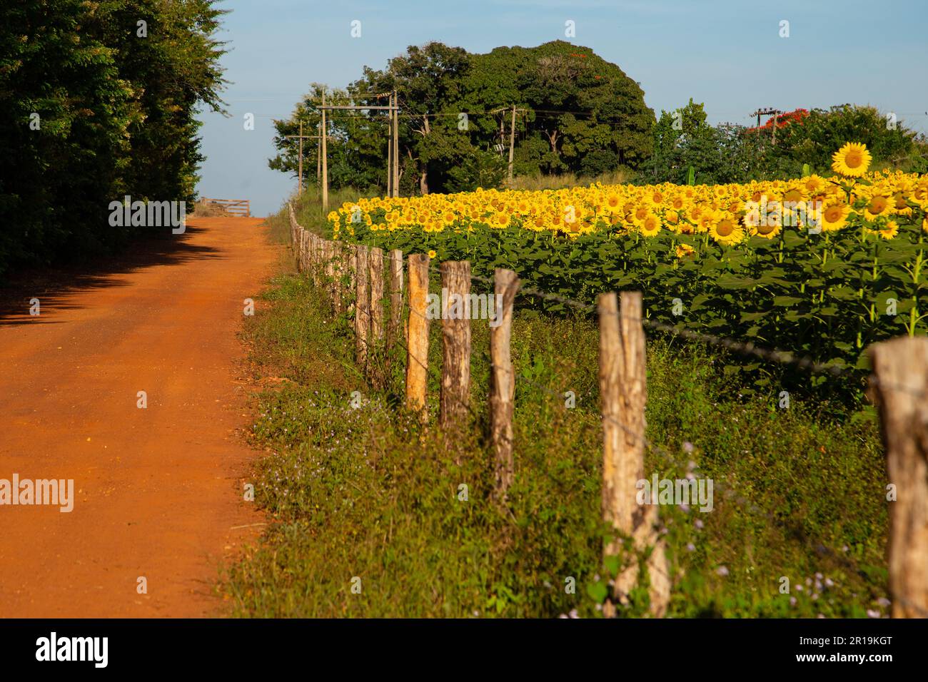 Goiânia, Goias, Brasilien – 11. Mai 2023: Eine Sonnenblumenplantage an einer Straße im Inneren von Goiás, Brasilien. Stockfoto