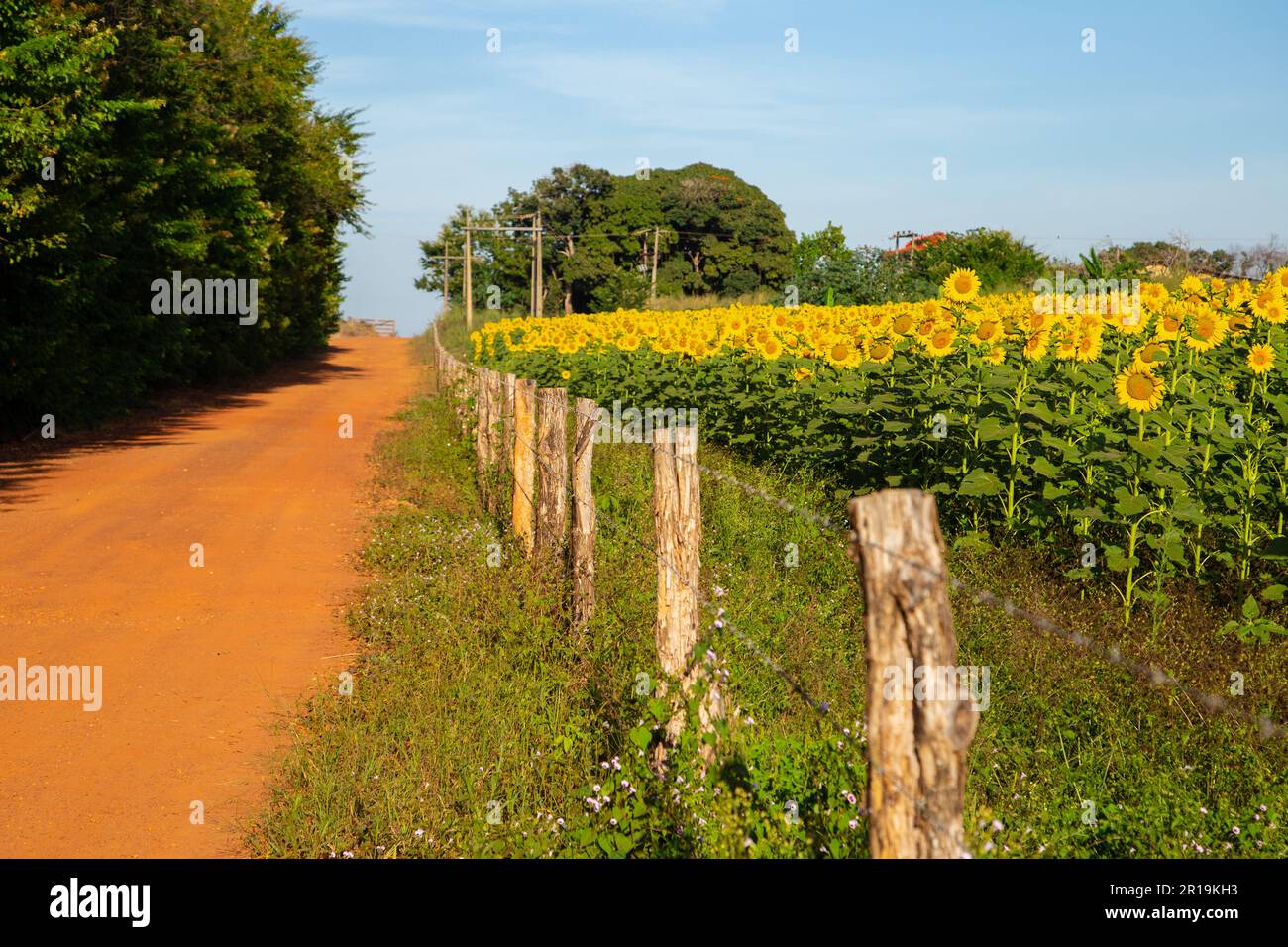 Goiânia, Goias, Brasilien – 11. Mai 2023: Eine Sonnenblumenplantage an einer Straße im Inneren von Goiás, Brasilien. Stockfoto