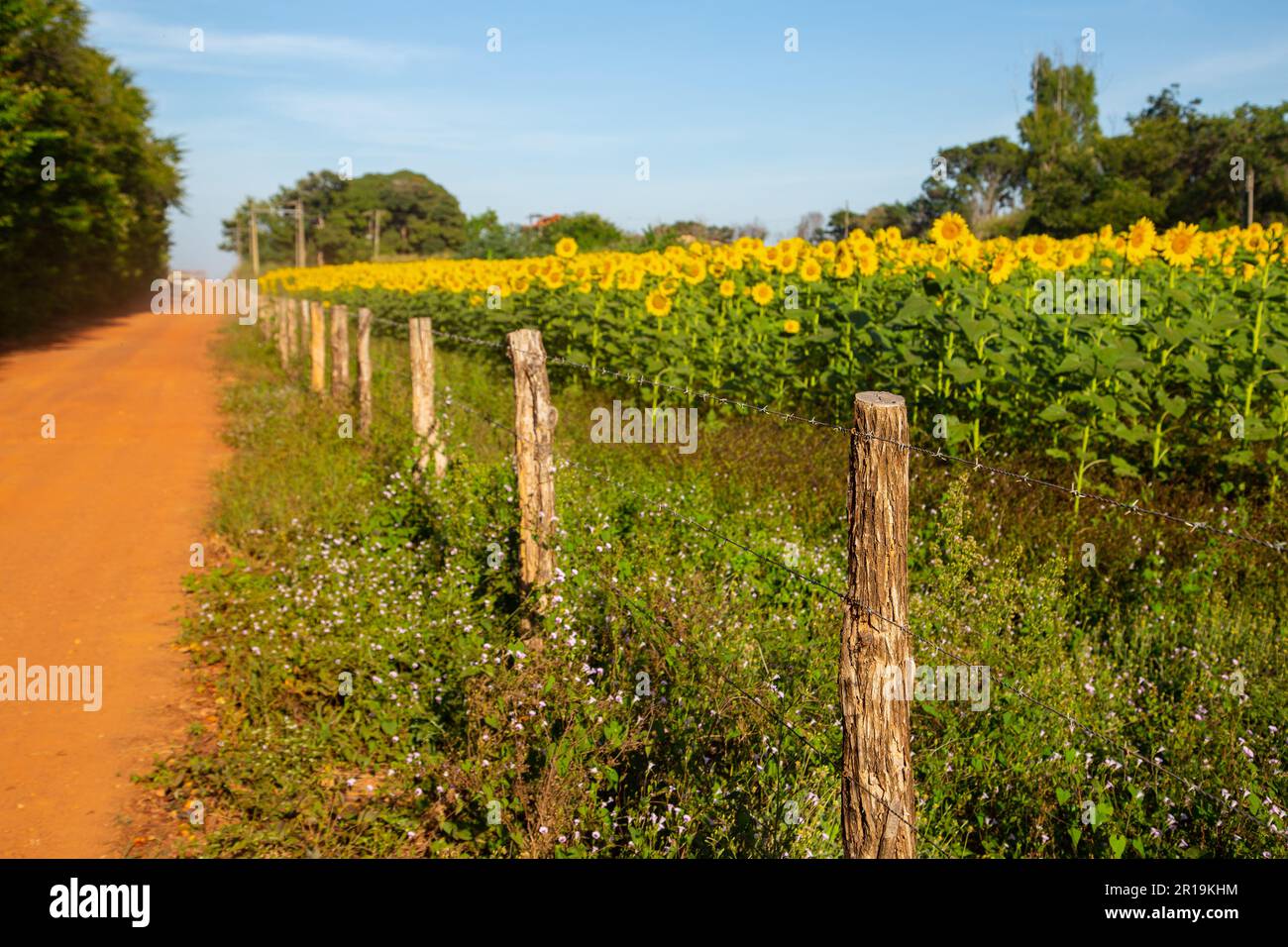 Goiânia, Goias, Brasilien – 11. Mai 2023: Eine Sonnenblumenplantage an einer Straße im Inneren von Goiás, Brasilien. Stockfoto